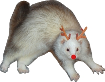 FestiveFerret